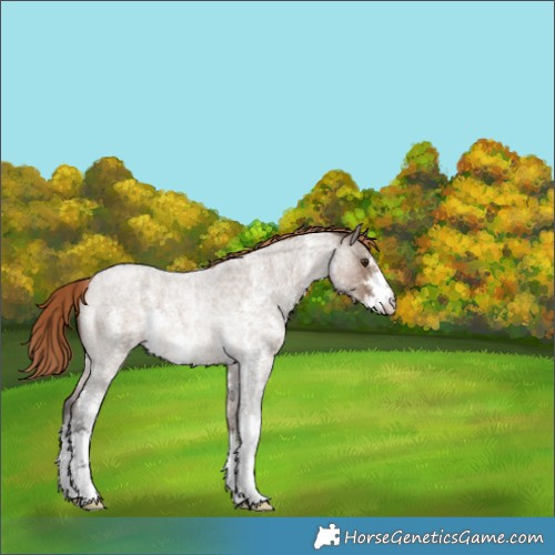 Horse Color:Liver Red Dun Roan Sabino Rabicano 