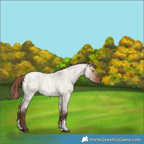 Horse Color:Liver Red Dun Roan Sabino Rabicano 