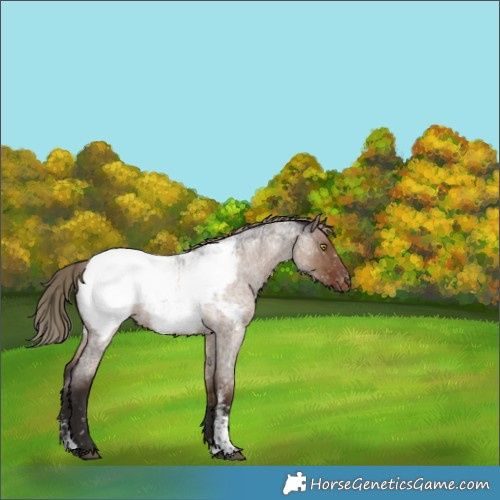 Horse Color:Liver Red Dun Roan Sabino Snowcap Rabicano 