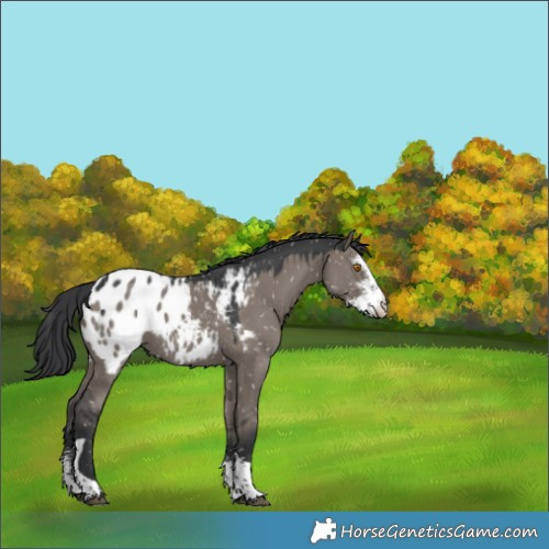 Horse Color:Grullo Sabino Tobiano Appaloosa 