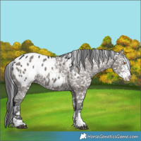 Horse Color:Grullo Sabino Tobiano Blanket 