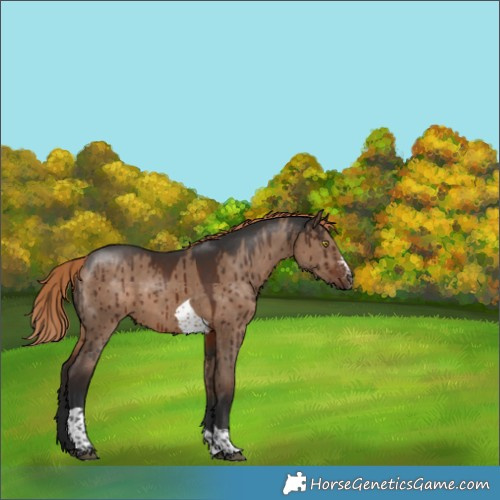 Horse Color:Liver Red Dun Sabino Tobiano Rabicano Brindle 