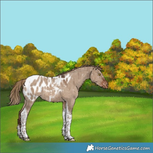 Horse Color:Liver Red Dun Tobiano Near Leopard Brindle 