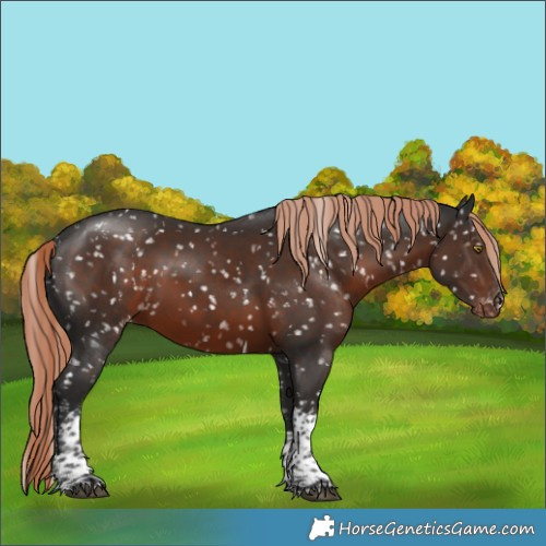 Horse Color:Liver Chestnut Sabino Tobiano Appaloosa