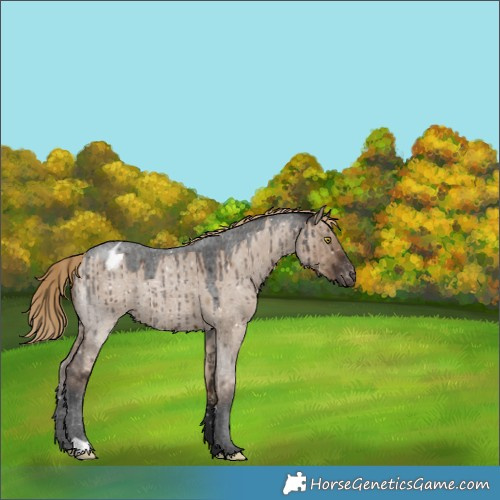 Horse Color:Liver Red Dun Roan Appaloosa Rabicano Brindle 