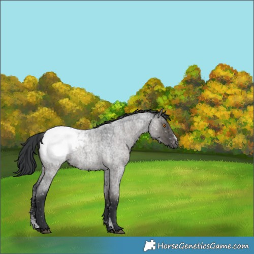 Horse Color:Grullo Roan Sabino Appaloosa Rabicano Brindle 