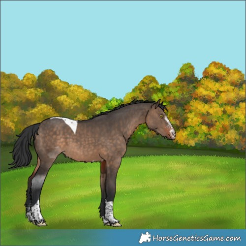Horse Color:Brown Dun Sabino Tobiano 