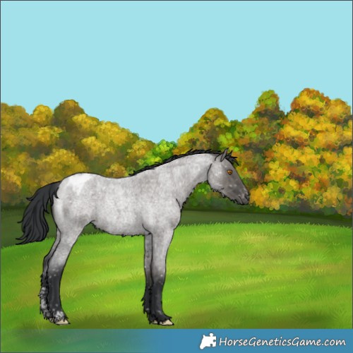 Horse Color:Grullo Roan Sabino Appaloosa 
