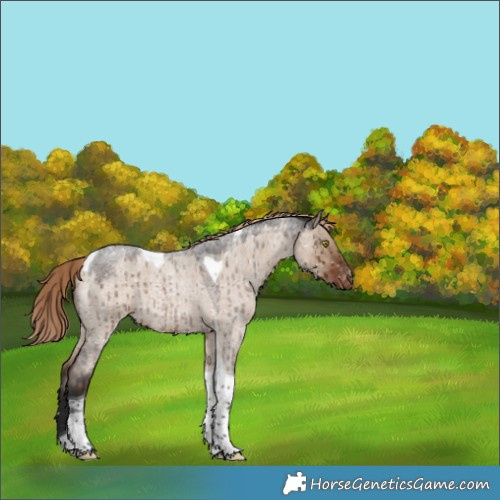 Horse Color:Liver Red Dun Roan Tobiano Appaloosa Brindle 