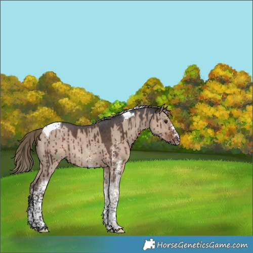 Horse Color:Liver Red Dun Sabino Tobiano Rabicano Brindle 