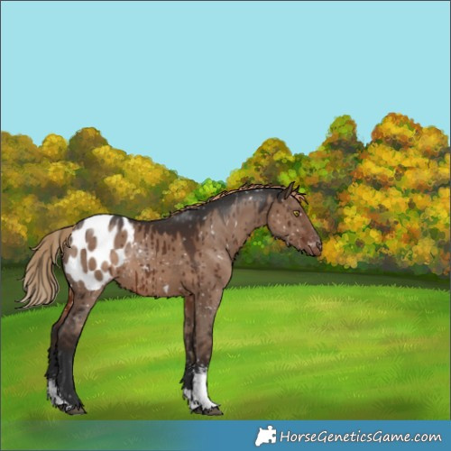 Horse Color:Liver Red Dun Sabino Tobiano Appaloosa Rabicano Brindle 