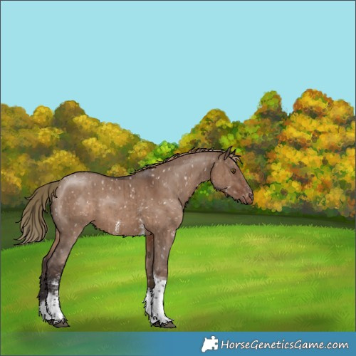 Horse Color:Liver Red Dun Sabino Tobiano Appaloosa Brindle 