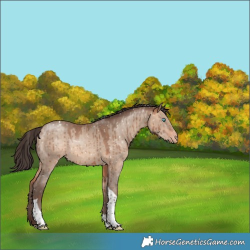 Horse Color:Sable Champagne Dun Sabino Tobiano Snowflake VarnishRabicano Brindle 