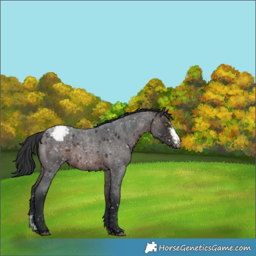 Horse Color:Brown Roan Sabino Snowcap Rabicano 