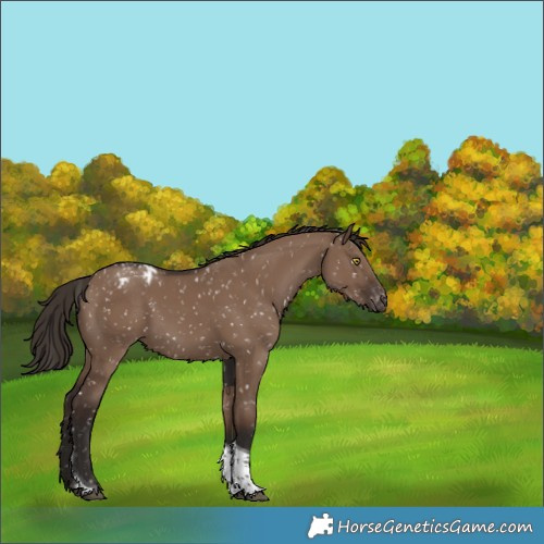 Horse Color:Liver Red Dun Tobiano Appaloosa 