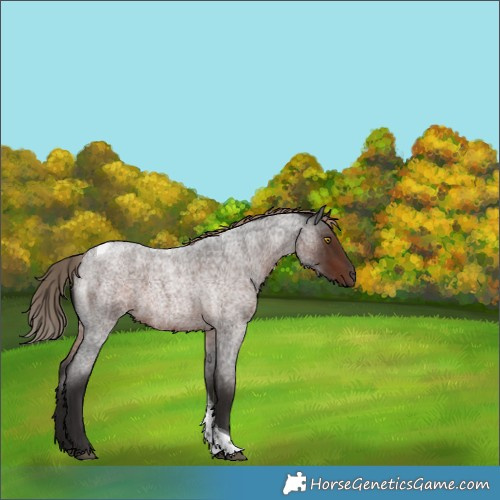 Horse Color:Liver Red Roan Tobiano 