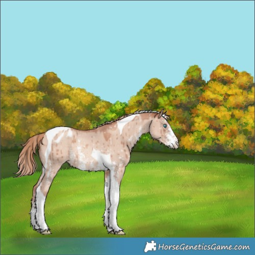 Horse Color:Gold Champagne Dun Sabino Tobiano Appaloosa Rabicano Brindle 