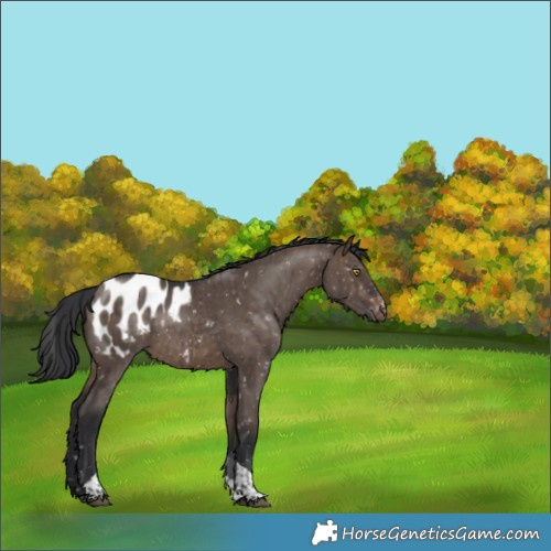 Horse Color:Brown Dun Sabino Tobiano Appaloosa Brindle 