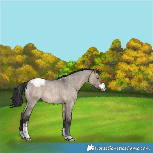 Horse Color:Brown Roan Dun Sabino Appaloosa 