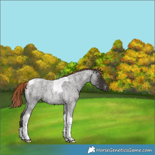 Horse Color:Liver Red Roan Tobiano Appaloosa 
