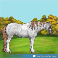 Horse Color:Liver Red Roan Tobiano Appaloosa