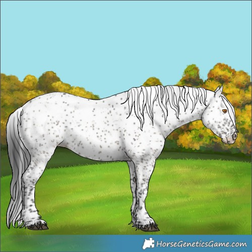 Horse Color:Grullo Sabino Snowflake Varnish 