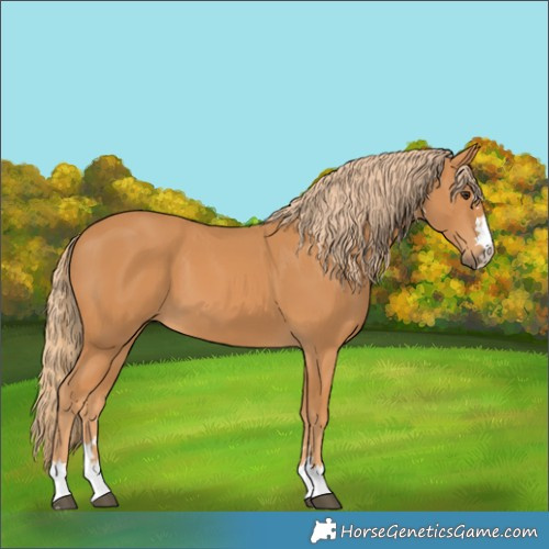 Horse Color:Chestnut 