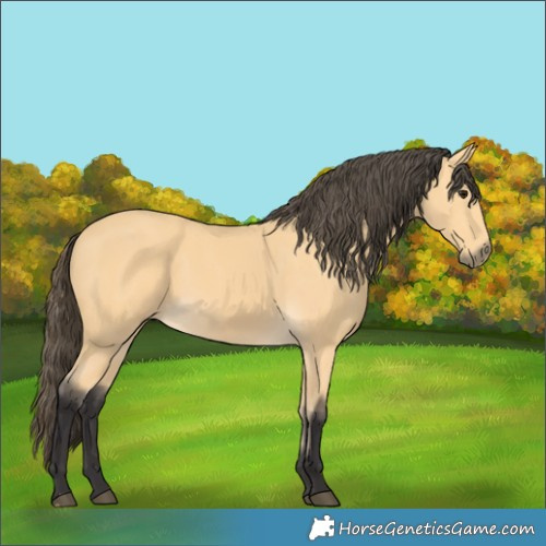 Horse Color:Buckskin 