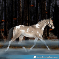 Horse Color:White Spotted Brown Dun Tobiano Rabicano 