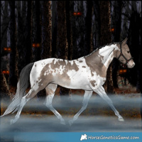 Horse Color:White Spotted Brown Dun Tobiano Rabicano 