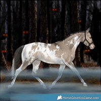 Horse Color:White Spotted Brown Dun Tobiano Appaloosa Rabicano