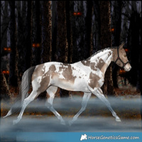 Horse Color:White Spotted Bay Dun Tobiano Rabicano 