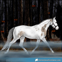 Horse Color:White Spotted Brown Dun Splash Tobiano Rabicano 