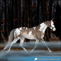 Horse Color:White Spotted Bay Dun Splash Varnish Rabicano