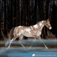 Horse Color:White Spotted Liver Red Dun Varnish Rabicano 