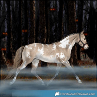 Horse Color:White Spotted Liver Red Dun Rabicano