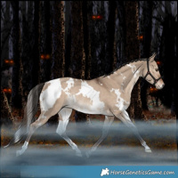Horse Color:White Spotted Liver Red Dun Rabicano 