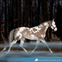 Horse Color:White Spotted Liver Red Dun Splash Appaloosa Rabicano 