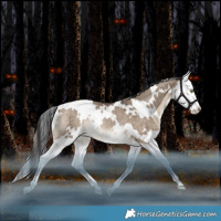 Horse Color:White Spotted Bay Dun Splash Rabicano 