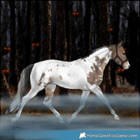 Horse Color:White Spotted Bay Dun Tobiano Appaloosa Rabicano