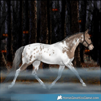 Horse Color:White Spotted Bay Dun Tobiano Near Leopard Rabicano 