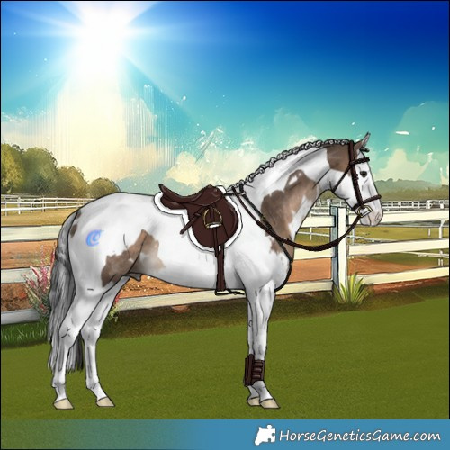 Horse Color:White Spotted Brown Dun Splash Tobiano Rabicano 