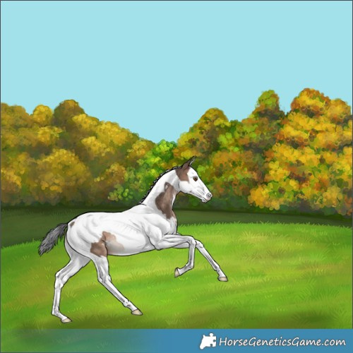 Horse Color:White Spotted Brown Dun Splash Tobiano Rabicano 