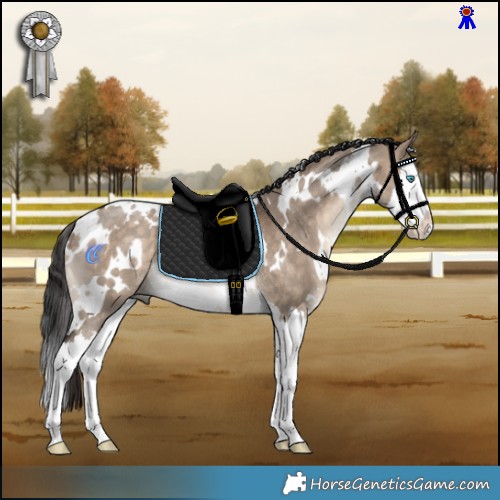 Horse Color:White Spotted Bay Dun Splash Rabicano 