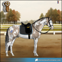 Horse Color:White Spotted Bay Dun Splash Rabicano 