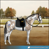 Horse Color:White Spotted Bay Dun Splash Rabicano
