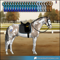 Horse Color:White Spotted Bay Dun Splash Rabicano 