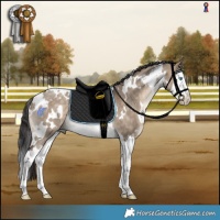 Horse Color:White Spotted Bay Dun Splash Rabicano