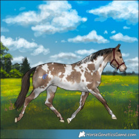 Horse Color:White Spotted Liver Red Dun Rabicano