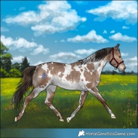 Horse Color:White Spotted Liver Red Dun Rabicano 